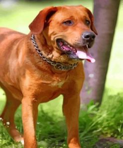 Red Fox Labrador Paint by numbers