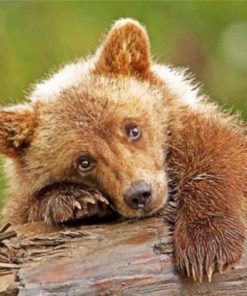 Sad Brown Baby Bear Paint by numbers