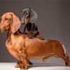 Sausage Dogs Paint by numbers