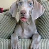 Weimaraner Dog Paint by numbers