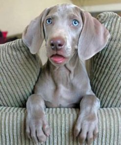 Weimaraner Dog Paint by numbers