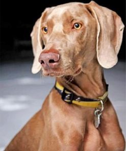 Weimaraner Dog Pet Paint by numbers