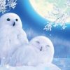 Winter Owls Paint by numbers