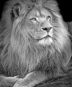 Black and White Lion paint by numbers