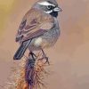 Black Throated Sparrow Paint by numbers