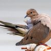 Mourning Dove Paint by numbers