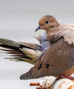 Mourning Dove Paint by numbers