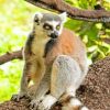 Raing Tailed Lemur Animal paint by numbers