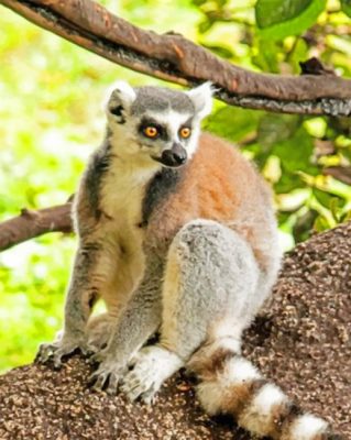 Raing Tailed Lemur Animal paint by numbers