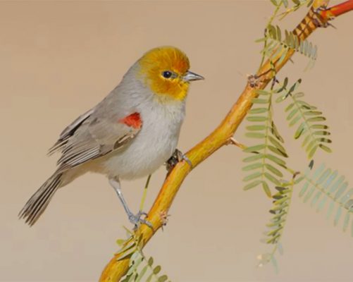 Yellow Verdin Paint by numbers
