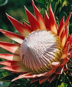 King protea Paint by numbers