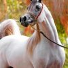 Arabian White Horse paint by numbers