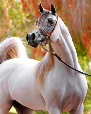 Arabian White Horse paint by numbers