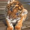 Baby Tiger paint by numbers