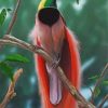 Bird Of Paradise Paint by numbers