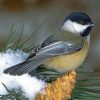 Black Capped Chickadee paint by numbers