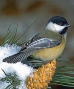 Black Capped Chickadee paint by numbers