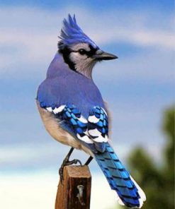 Blue Jay Bird Paint by numbers