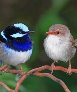 Blue Wren And Brown Bird Paint by numbers