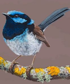 Blue Wren Paint by numbers