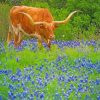 Bluebonnets And Longhorn paint by numbers