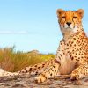 Cheetah paint by numbers