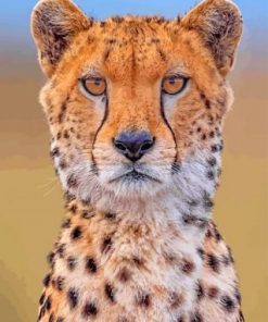 cheetah wild animal paint by numbers