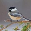 Black Capped Chickadee Paint by numbers