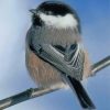 Cute Chickadee Paint by numbers