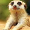 Cute Meerkat Animal Paint by numbers