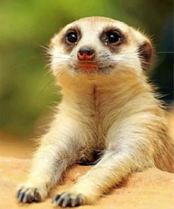Cute Meerkat Animal Paint by numbers