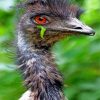 Emu Bird Paint by numbers