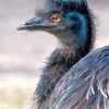 Emu Bird Paint by numbers