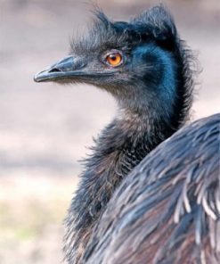 Emu Bird Paint by numbers