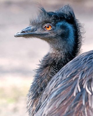 Emu Bird Paint by numbers