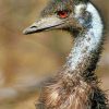 Emu Portrait Paint by numbers