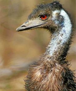Emu Portrait Paint by numbers