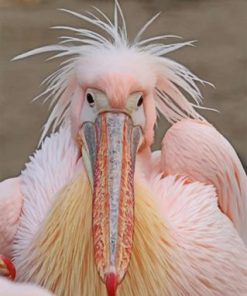 Fluffy Pelican Paint by numbers