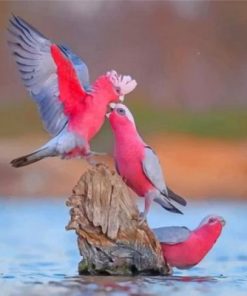 Galah Birds Paint by numbers