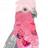 Pink Galah Bird Paint by numbers