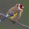 Goldfinch Bird Paint by numbers