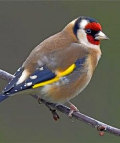 Goldfinch Bird Paint by numbers