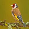 Goldfinch Paint by numbers