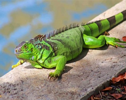 Green Iguana Paint by numbers