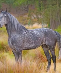 Grey Horse Paint by numbers