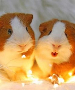 Adorable Guinea Pigs Paint by numbers