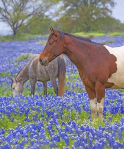 Horses And Bluebonnets paint by numbers