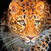 Leopard Wild Animal Paint by numbers