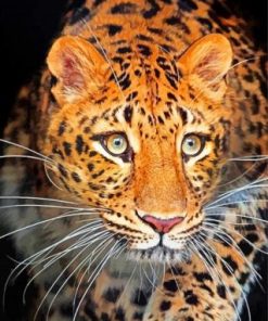 Leopard Wild Animal Paint by numbers