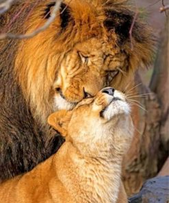 Cute Lion And Cub Paint by numbers